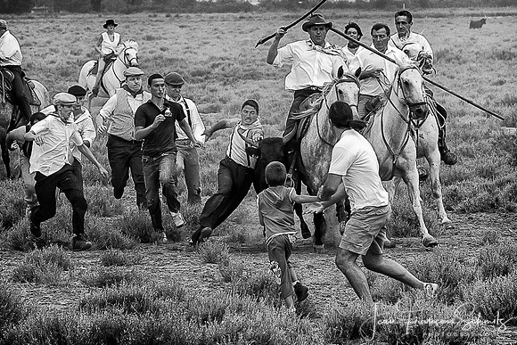 Manade au Mas des Pauvres, Mauguio, Août 2008