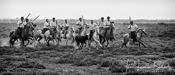 Manade au Mas des Pauvres, Mauguio, Août 2008
