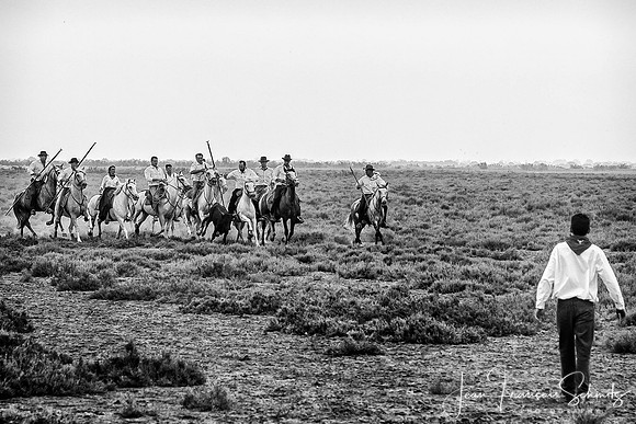 Manade au Mas des Pauvres, Mauguio, Août 2008