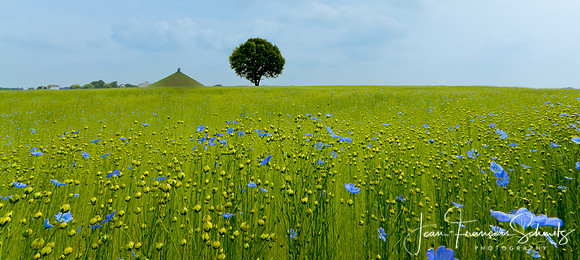 La plaine de Waterloo, Juin 2009